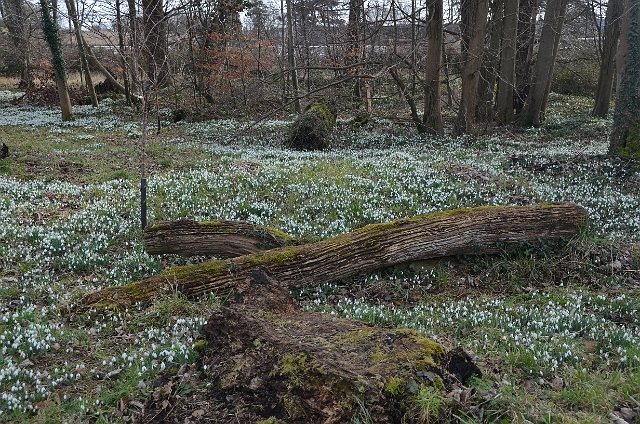 20 02 12_6175.JPG - KINGSTON LACY, DORSET - SNOWDROPS - 20.2.12